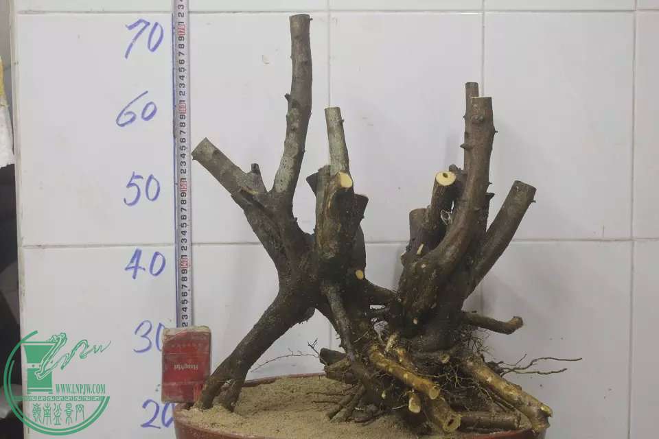 psb (12).jpg