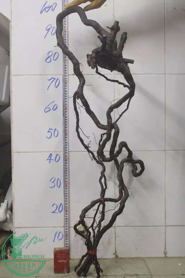 psb (1).jpg