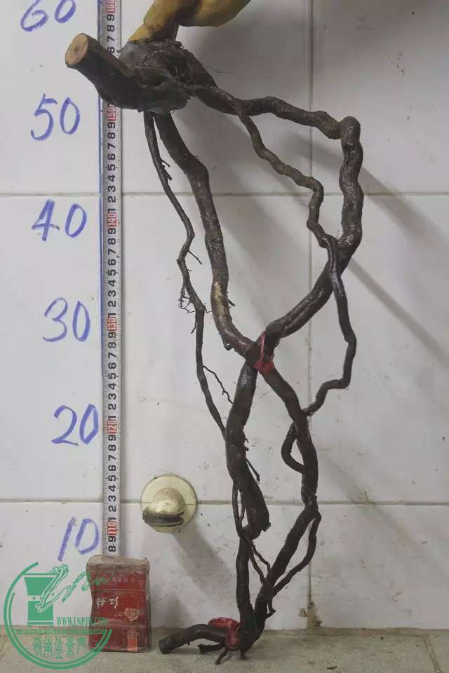 psb (8).jpg