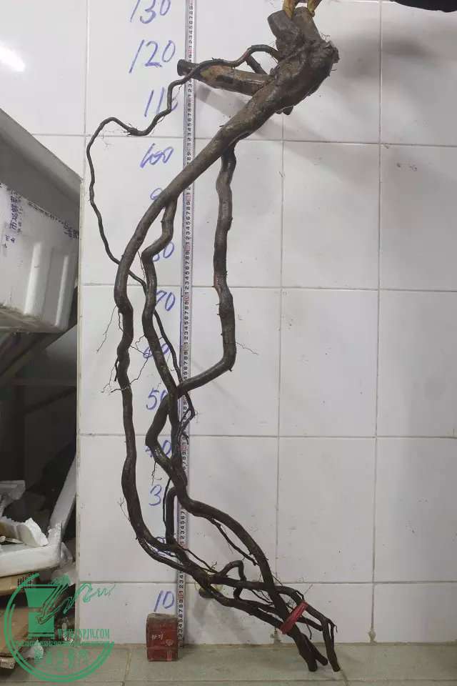 psb (1).jpg