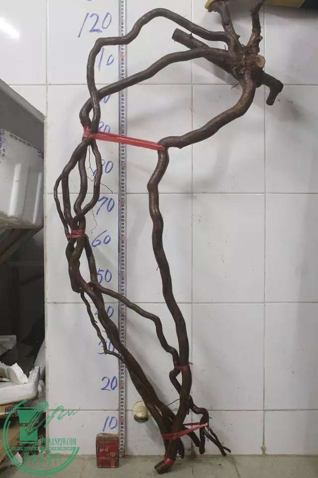 psb (3).jpg