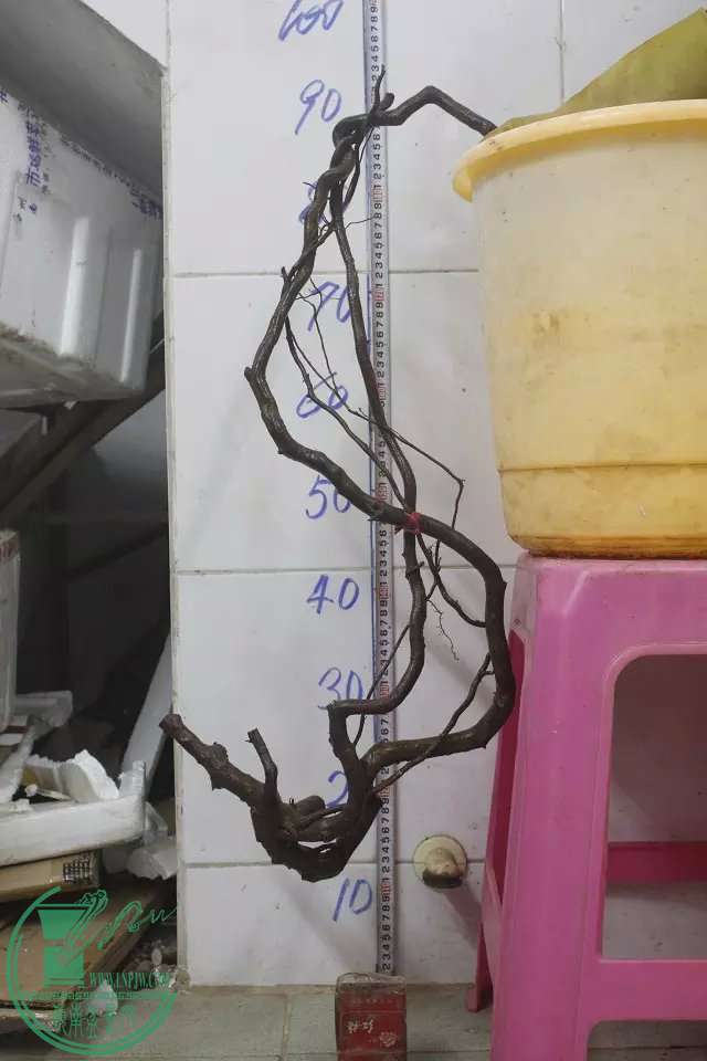 psb (9).jpg