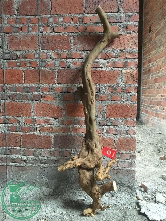 image.jpeg