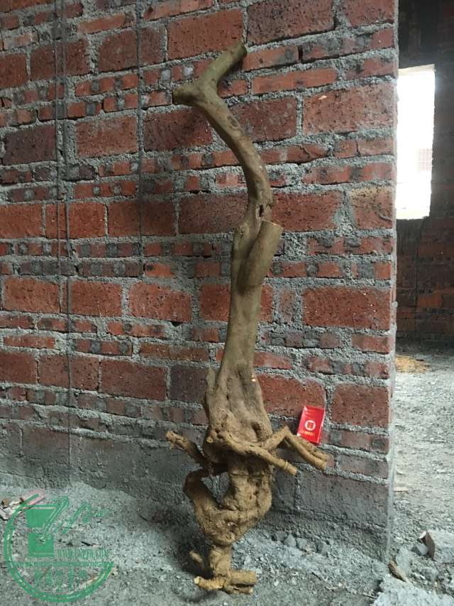 image.jpeg