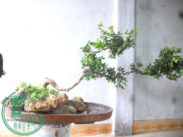P1160035.JPG