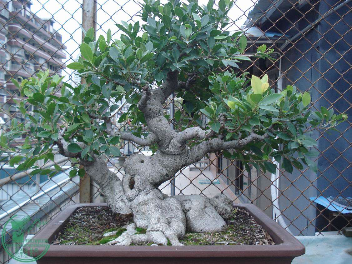 С DSC00148.JPG