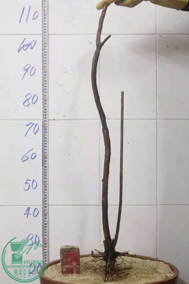 psb (1).jpg
