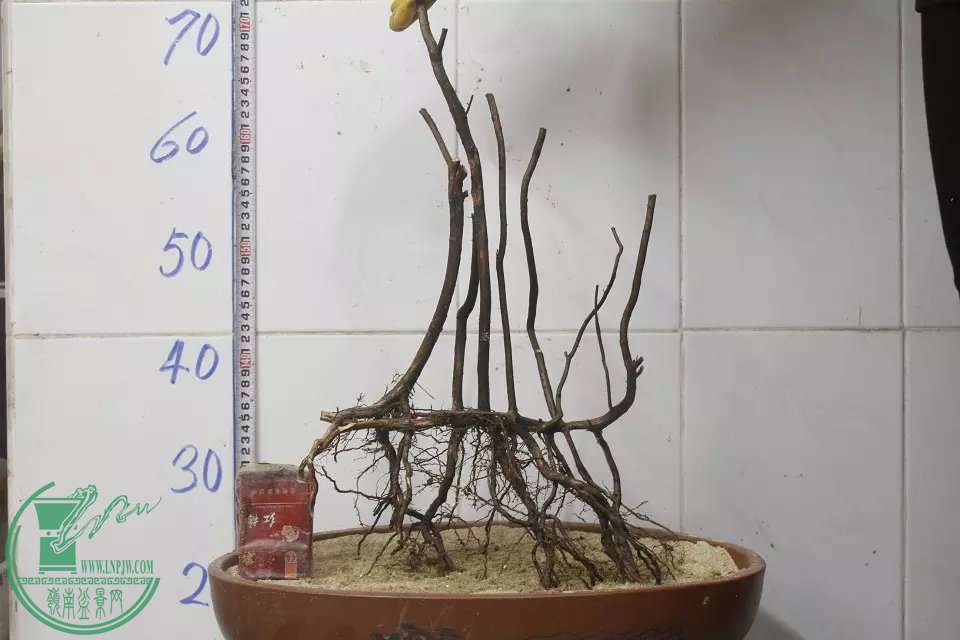 psb (2).jpg