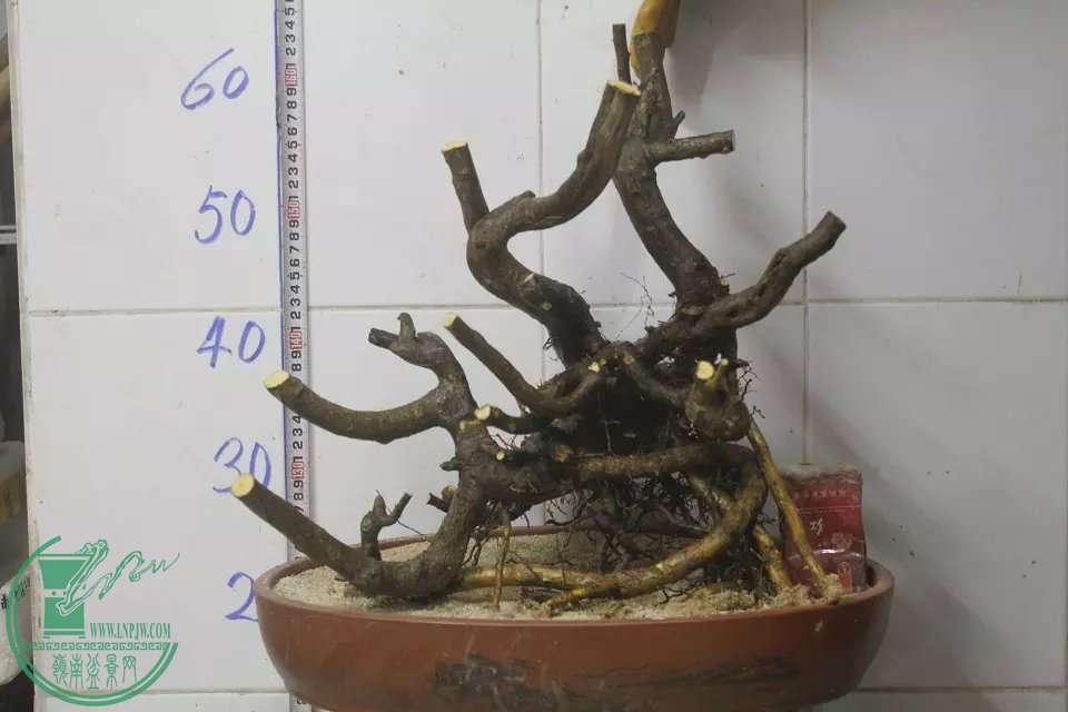 psb (2).jpg