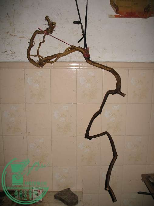060.JPG
