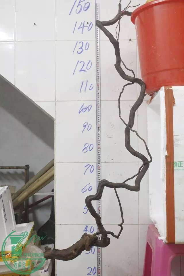 psb (12).jpg