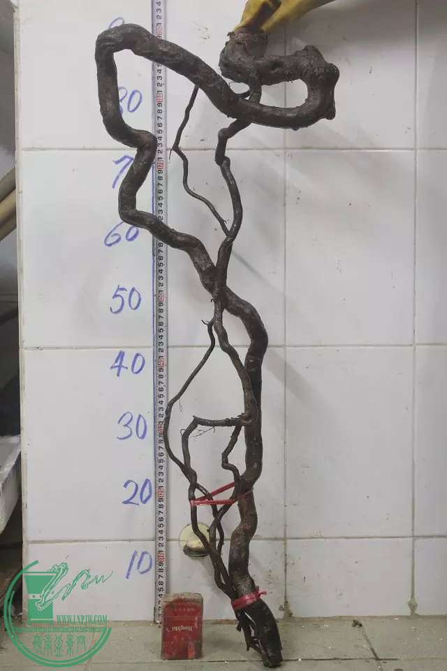 psb (20).jpg
