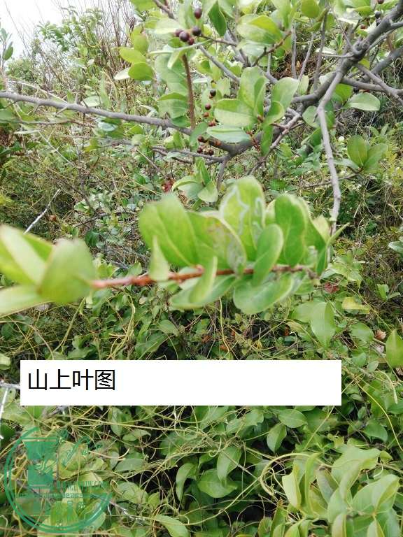 QQͼƬ20160112215835.jpg