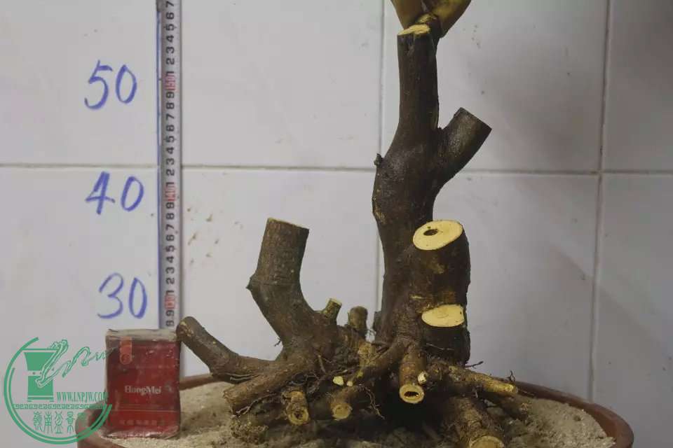 psb (17).jpg