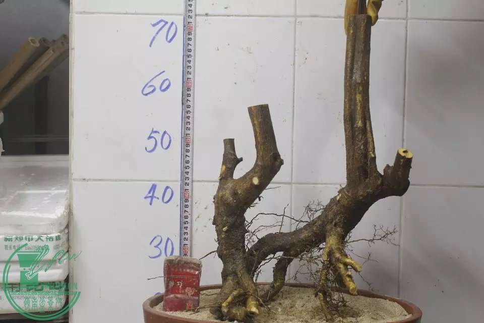 psb (12).jpg