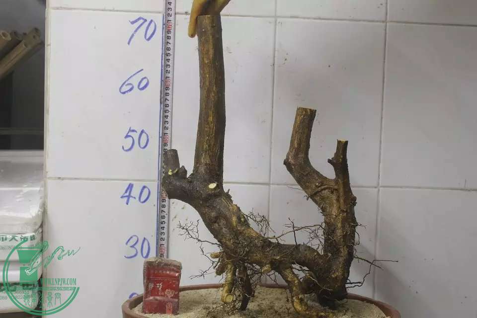 psb (13).jpg