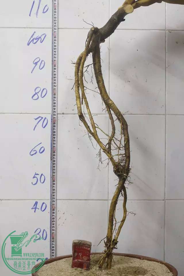 psb (10).jpg