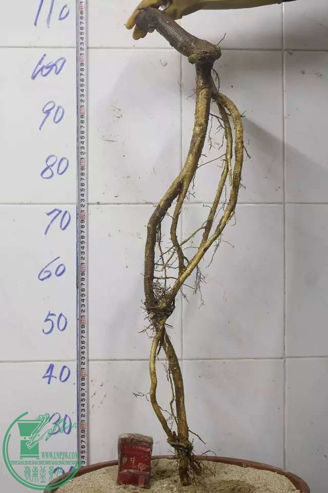 psb (11).jpg