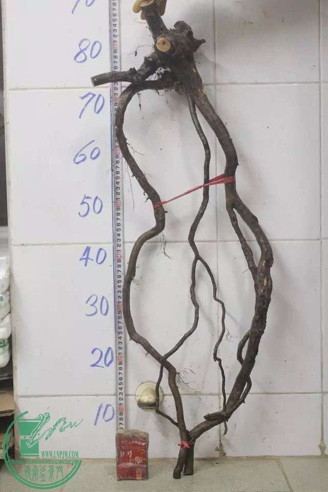 psb (4).jpg