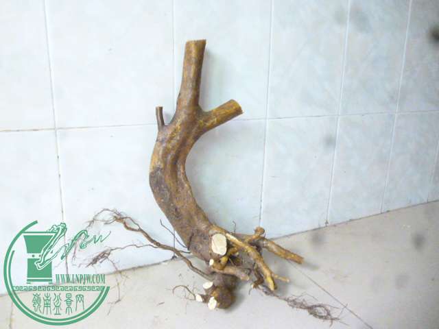 P1160047.JPG