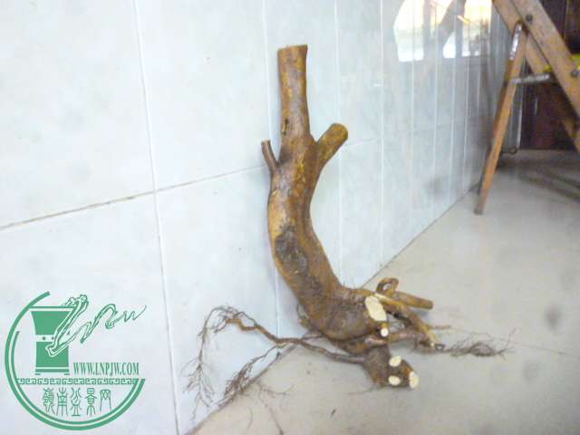 P1160048.JPG