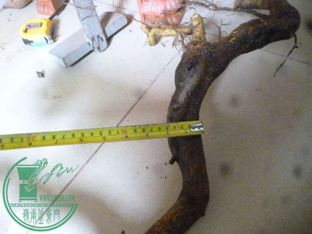 P1160056.JPG