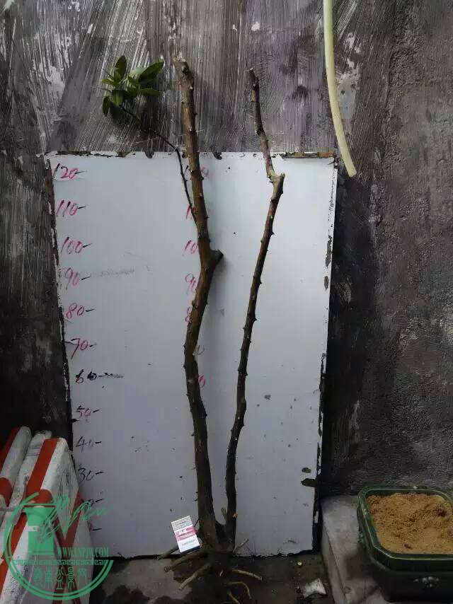 mmexport1452745953359.jpg