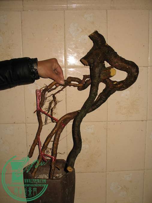 070.JPG