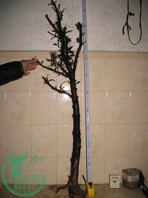 010.JPG