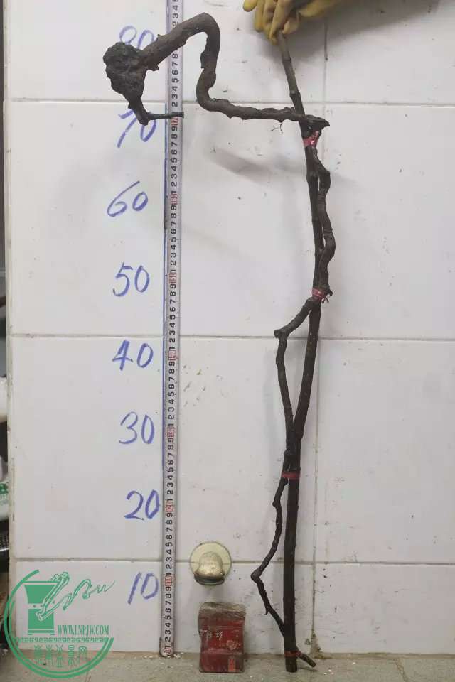 psb (15).jpg