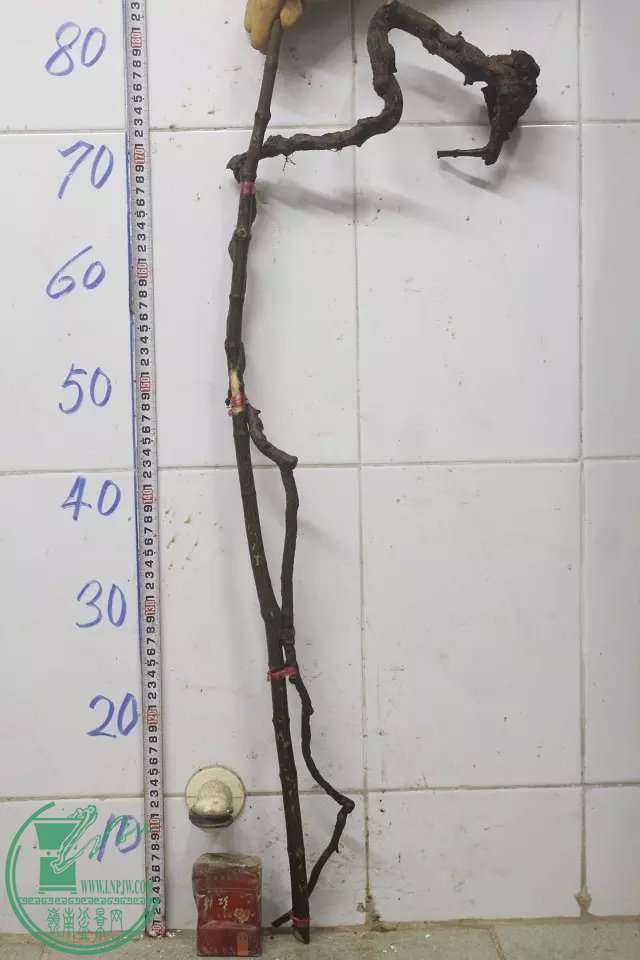 psb (16).jpg