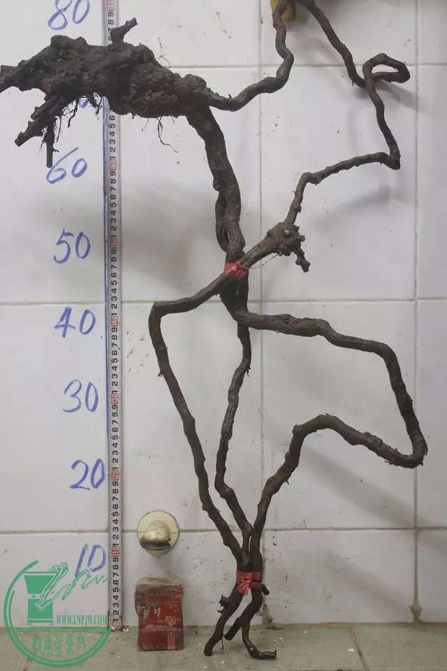 psb (18).jpg