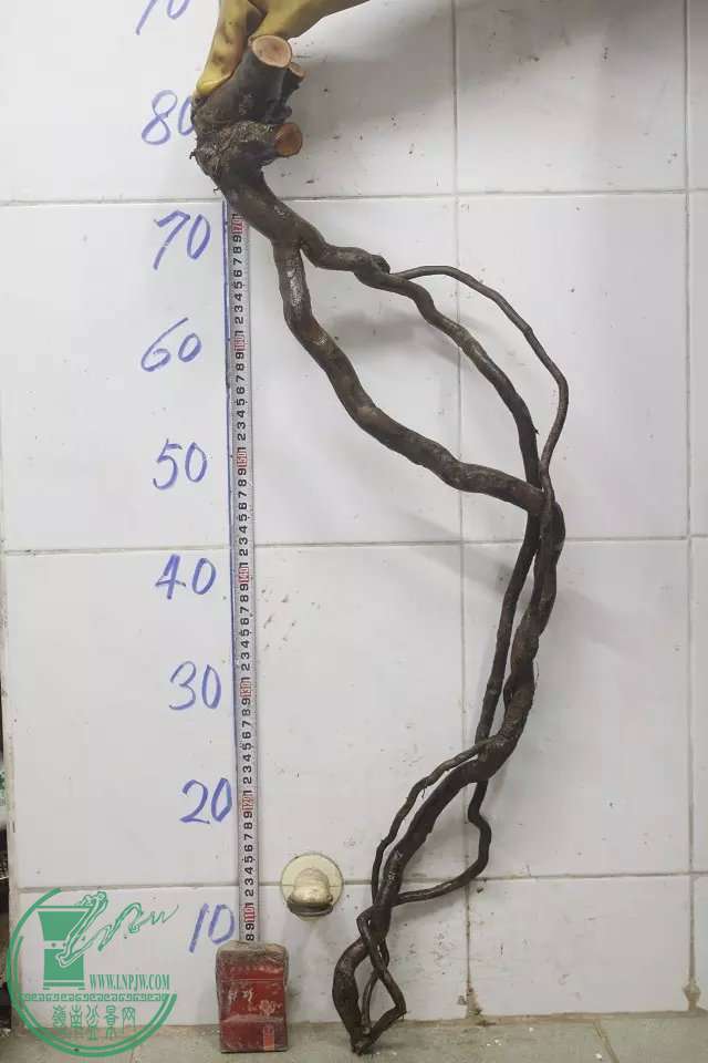 psb (9).jpg