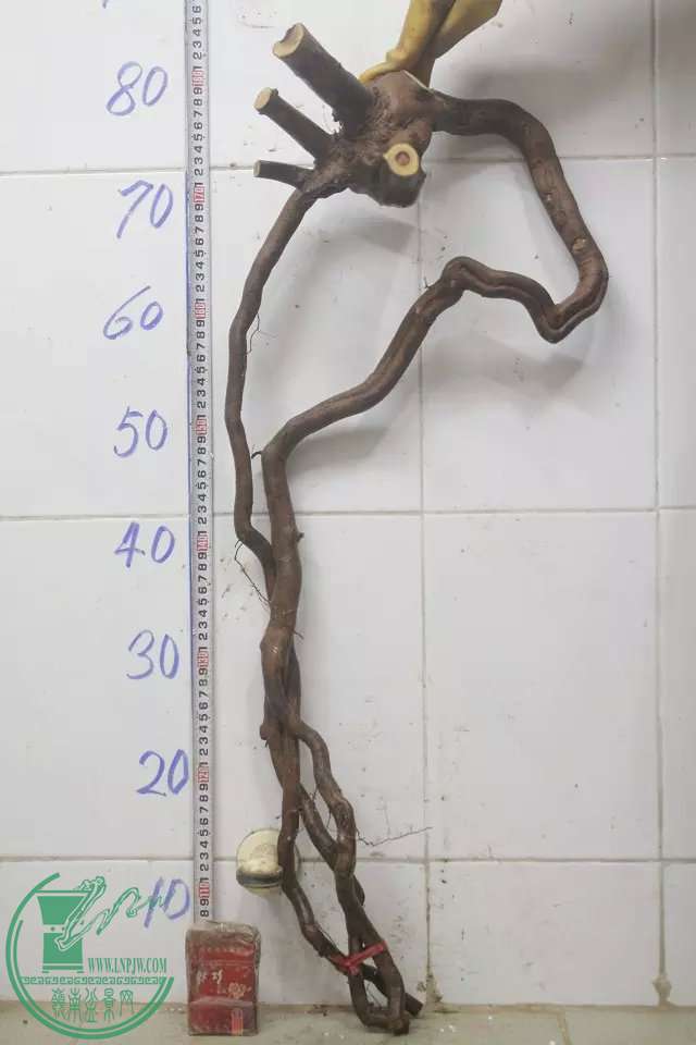 psb (13).jpg