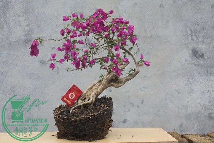 Ƭ20131026ۺ 657.jpg