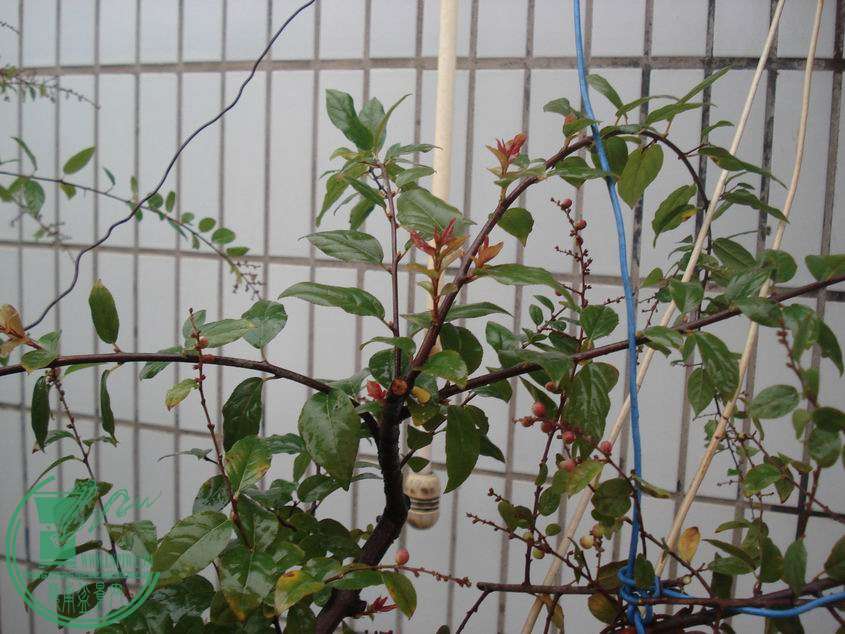 С DSC00153.JPG