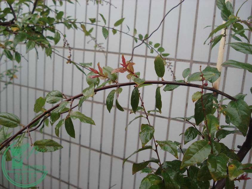 С DSC00154.JPG
