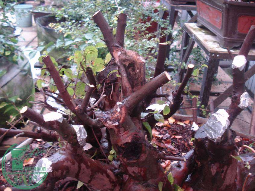 С DSC00156.JPG