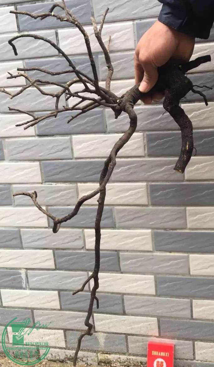 image.jpeg
