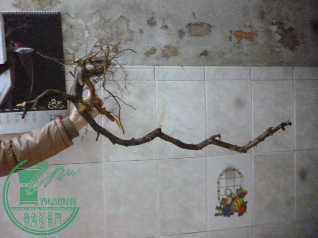 P1160090.JPG