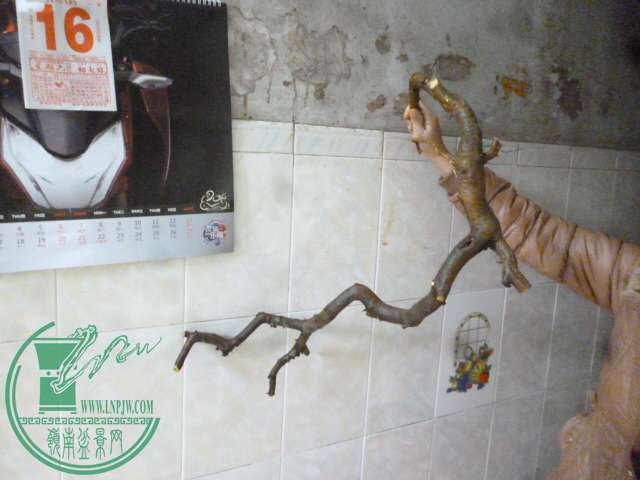 P1160091.JPG