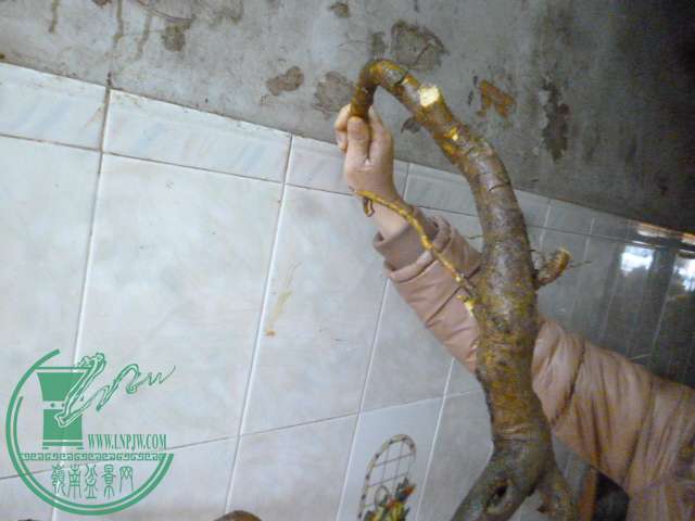 P1160095.JPG