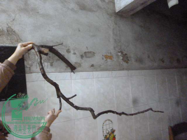 P1160076.JPG