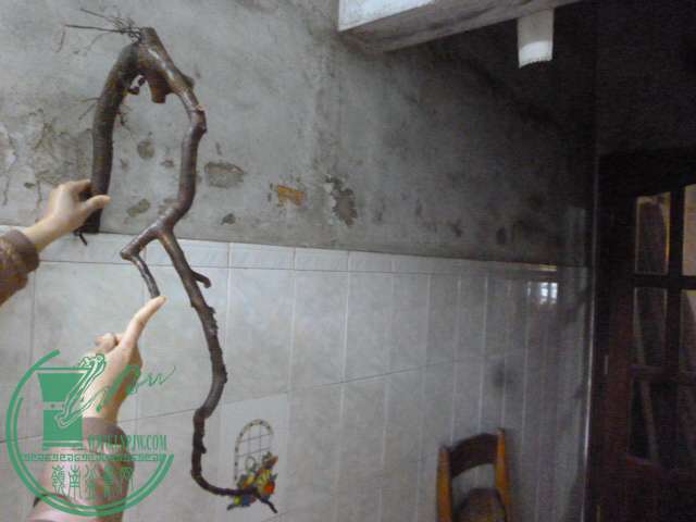 P1160077.JPG