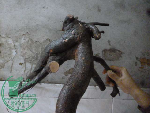 P1160108.JPG
