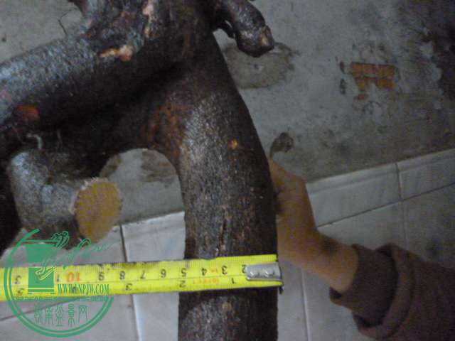 P1160110.JPG