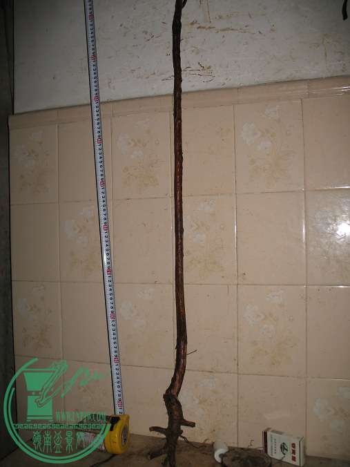 010.JPG
