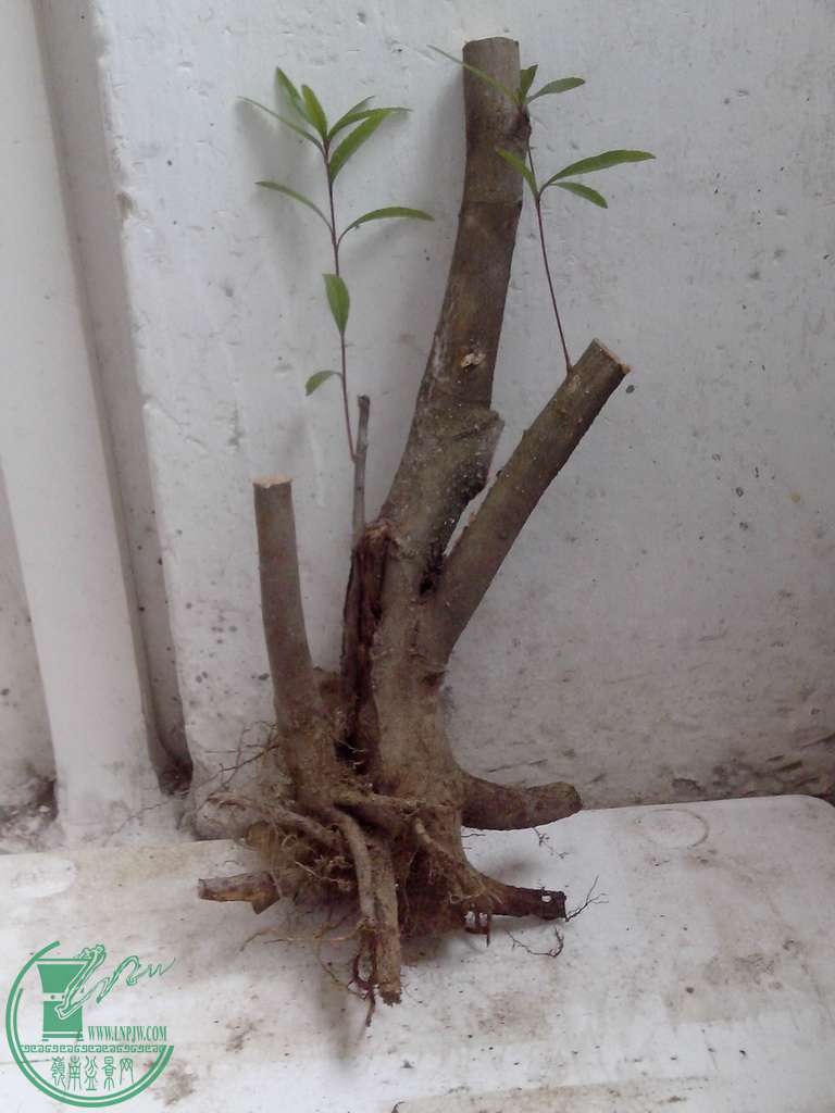 IMG20160116015.jpg