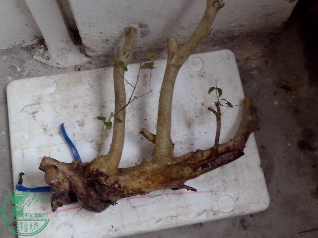 IMG20160116028.jpg