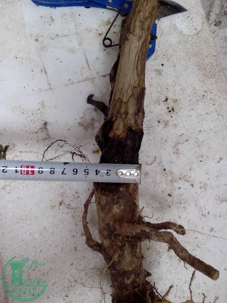 IMG20160116035.jpg